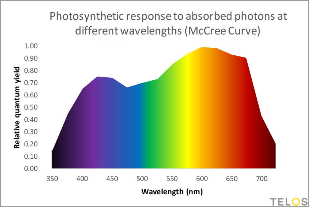 Graph of McCree Curve photosynthetic response to absorbed photons